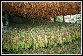 Grow Your Own Tobacco Hojas Busqueda De Google Tabaco