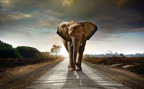 To put things in perspective, this elephant weighed as much as 121 average u.s men. How Much Does An Elephant Weigh Wonderopolis