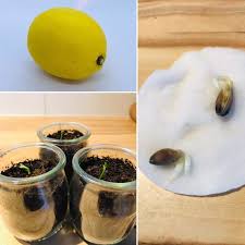 Faire Pousser Un Citronnier Un Jeu D Enfant Tuto Diy En 2020 Faire Pousser Un Citronnier Citronnier Planter Des Graines De Citron