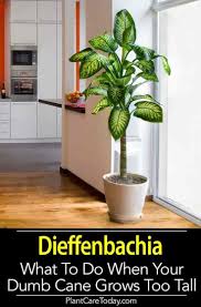 Dieffenbachia Care How To Grow The Dumb Cane Plant Dumb Cane Plant Tall Indoor Plants House Plant Care