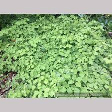 Image result for Blyxa hexandra