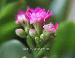 Maybe you would like to learn more about one of these? Flaming Katy Kalanchoe Blossfeldiana Indoor Plant Care