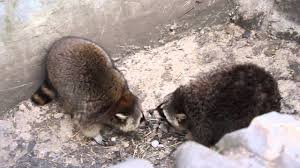 They usually sleep during daylight, and spend their nights foraging for food. Raccoon Fighting Youtube