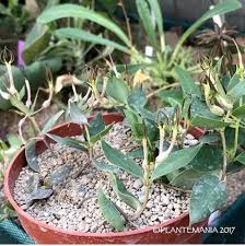 Image result for Ceropegia conrathii