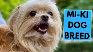 They love children and enjoy nothing more than laying on your lap in front of a fire while you read your favorite book. Mi Ki Dog Breed Top 10 Interesting Facts Youtube