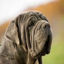 Matin de naples à vendre sur dog, cat and co. Le Matin De Naples Un Beau Chien Italien Femme Actuelle Le Mag