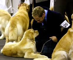 Welcome to hilltop golden retriever we are located in south westerlo, ny (albany county) surrounded by fields, woods, and beautiful views of the mountains. Lush And Graeme Burdon Poeticgold Farm Falmouth Maine Dog Show Golden Retriever Beautiful Dogs