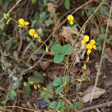 Image result for Crotalaria onobrychis