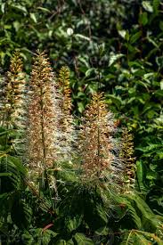 Image result for Araliaceae