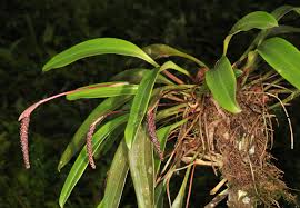 Image result for Bulbophyllum maximum