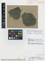 Image result for Wolffiella hyalina