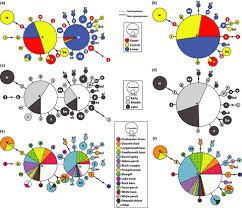 Check spelling or type a new query. Evolutionary Trajectory Of Fish Piscine Novirhabdovirus Viral Hemorrhagic Septicemia Virus Across Its Laurentian Great Lakes History Spatial And Temporal Diversification Stepien 2020 Ecology And Evolution Wiley Online Library
