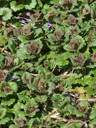 Image result for Dicliptera pumila