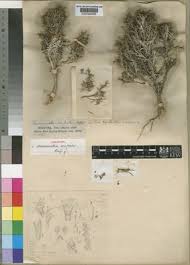 Image result for Neuracanthus decorus