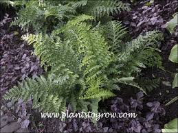 Image result for Asplenium gemmiferum