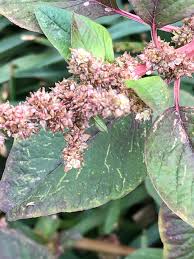 Image result for Amaranthus dubius