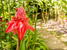 Plant flowering gingers with other large tropical plants like cannas or elephant ears to create a if flowering ginger plants get too dry, they will cease to flower, and may even become dormant. Torch Ginger Plant Information Caring For Torch Ginger Plants