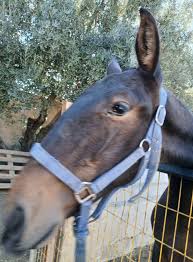 Image result for tbn:tVj6rqcH-AQR9M::www.pregonagropecuario.com.ar/images/caballo_overo.jpg