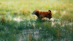 Twilight 2008 full vietsub thuyết minh hd. Cáº­u Vang Phim Cáº­u Vang Xem Phim Cáº­u Vang Lao Háº¡c Tráº§n VÅ© Thá»§y Phim Má»›i Ttvh Online