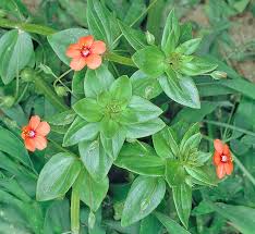 Image result for Anagallis elegantula