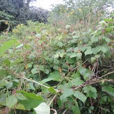 Image result for Rhynchosia viscosa