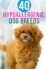 40 Dog Breeds That Don T Shed Learn All About Each And Every Hypoallergenic Non Shedding Dog An Hypoallergenic Dog Breed Dog Breeds That Dont Shed Dog Breeds