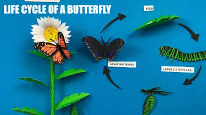 Just one metamorphosis behind and the caterpillar will turn into a beautiful butterfly. Life Cycle Of A Butterfly 3d Project Model For Science Exhibition Butterfly Caterpillar Pupa Youtube