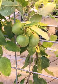 While nearly any plant can be espaliered, including vines and climbing plants like ivy and roses, most people prefer using fruit trees such as apple and plum. Taming Traits From The Wild Genome Good Fruit Grower
