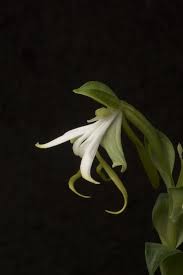 Image result for Bonatea antennifera