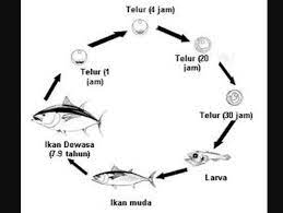 We did not find results for: Daur Hidup Ikan Lengkap Dengan Gambar Dan Penjelasannya