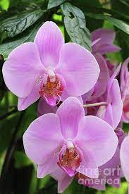 Pin By Femina Wall Art Decor And Iph On Outstanding Art Phalaenopsis Orchid Orchids Phalaenopsis