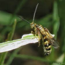 Image result for Lopholaena sp.no.1