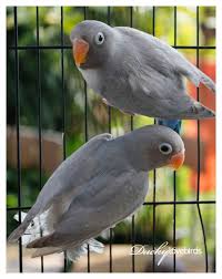 Check spelling or type a new query. Spangle Black Cheek Love Birds Love Birds Pet Pet Birds