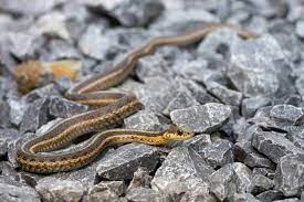 Luckily plants stones can do exactly that, the natural frequency at which moonstone vibrates will streamline the internal energies of the plant. How Big Do Garter Snakes Get And How Long It Takes To Grow Embora Pets