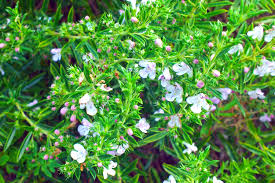 Image result for Satureja