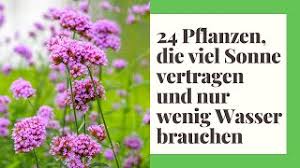 In der pflegeanleitung steht ganz klar: 24 Pflanzen Die Viel Sonne Vertragen Und Wenig Wasser Brauchen Pflanzen Vollsonne Youtube