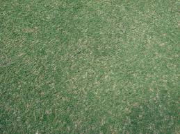 Rumput grinting sebagai salah satu jenis rumput pakan ternak, rumput grinting memang baik untuk kesehatan hewan ternak. 10 Jenis Rumput Hias Yang Bagus Untuk Tanan Rumah Anda
