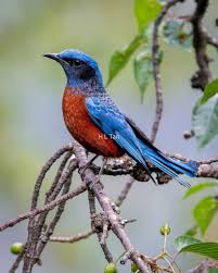 Image result for Clutia monticola