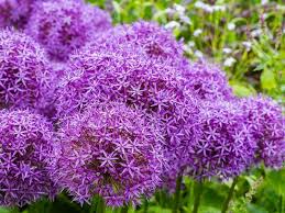 Tall perennials need garden stakes to keep them from falling over in your garden. 27 Stunning Perennials That Bloom All Summer