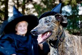 Ideas for whimsical & enchanting dogs. 35 Harry Potter Dog Names For Your Magical Mutt Great Pet Care