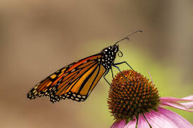 Image result for Monarch Butterfly