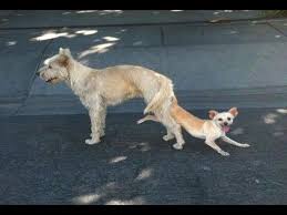 Big Dog Mating With Small Dog New Dog Mating 2014 Funny Dogs Dogs Big Dogs