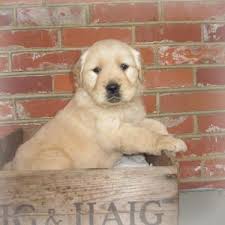 There is a shortage of puppies available from reputable breeders. Purebred Golden Retriever Puppies For Sale In East Kane Pennsylvania Classified Americanlisted Com