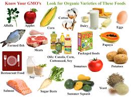 What are the pros and cons of genetically modified foods. Genetically Modified Food Blog In2english