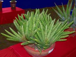 Sansevieria cylindrica 'boncel', sansevieria 'boncel', sansevieria 'boncellensis'. Sansevieria Cylindrica Var Patula Boncel World Of Succulents
