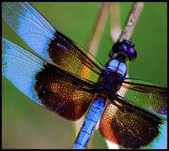 Black And Blue Dragonfly Meaning Rainbow Dragonfly Dragonfly Insect Dragonfly Blue Dragonfly