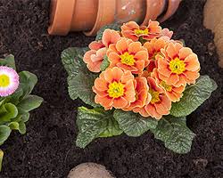 Weitere ideen zu pflanzen, garten, blumen. Blumen Einpflanzen Blumen Richtig Pflanzen