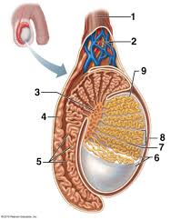 Study anatomy exam 3 flashcards. Testes Labeling Flashcards Quizlet