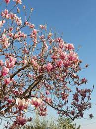 Sfondi desktop per pc, tablet. La Magnolia L Albero Che Cerca L Infinito Dear Miss Fletcher