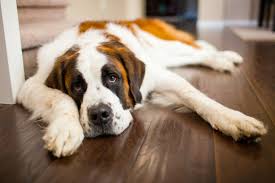Even in their motherland (japan), tosa inus are difficult to find. 10 Of The Strongest Dog Breeds In The World Care Com